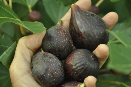 Fig Petite Negri 2013 four ripe figs